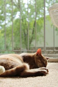 Cat sleeping in sun
