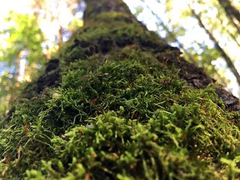 Close-up of moss growing on tree trunk