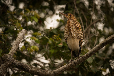 Low angle view of rufescent tiger heron perching on branch