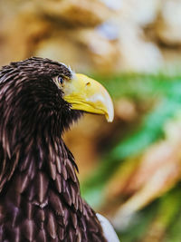 Close-up of a bird