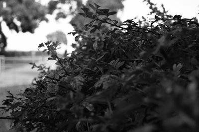 Close-up of plant against blurred background