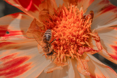 Close-up of bee pollinating flower