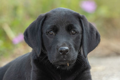 Cute portrait of an 8 week old black labrador puppy