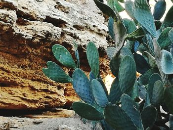 Close-up of cactus growing on wall