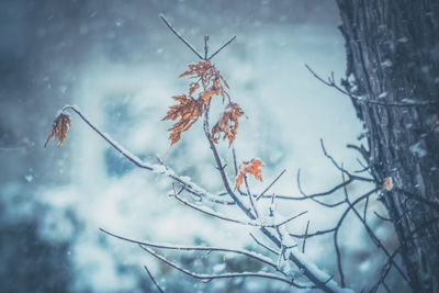 Close-up of insect perching on tree during winter