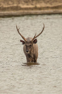 Deer in a lake