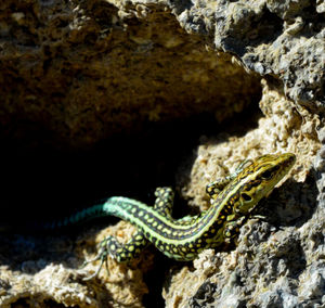 High angle view of lizard on rock