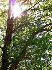 Low angle view of trees against sky