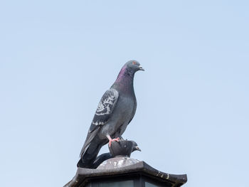 Low angle view of pigeon perching on roof against clear sky