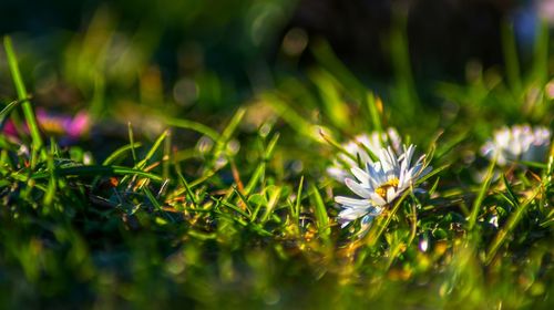 Close-up of purple flowering plants on field