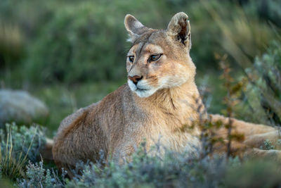 Close-up of lioness