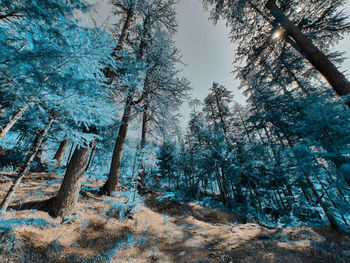 Trees in forest against sky