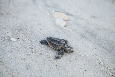 High angle view of shell on sand