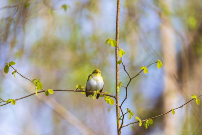 Close-up of bird perching on branch