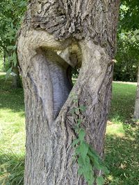 Close-up of tree trunk in park