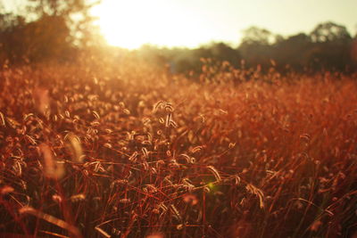 Close-up of plants growing in field