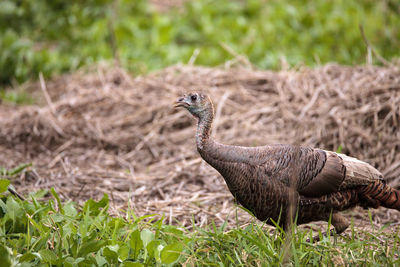 Wild osceola wild turkey meleagris gallopavo osceola in the woods of myakka state park in sarasota