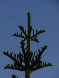 Low angle view of fresh plant against clear blue sky