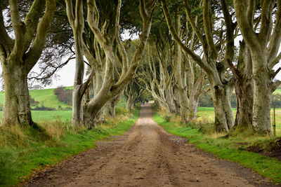 Road amidst trees