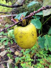 Close-up of fruits hanging on tree