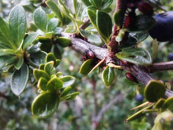 Close-up of fresh green plant