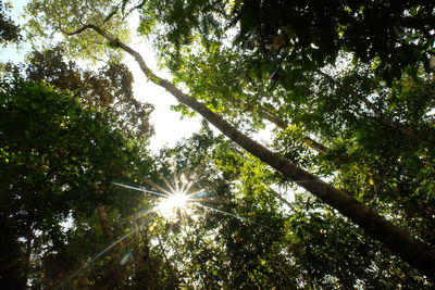 Low angle view of trees against sky