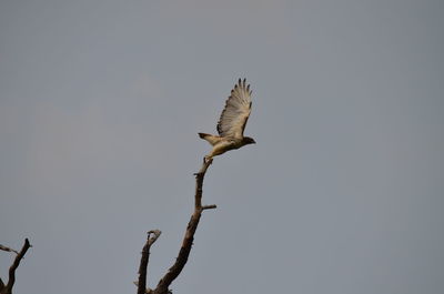 Low angle view of eagle flying against sky