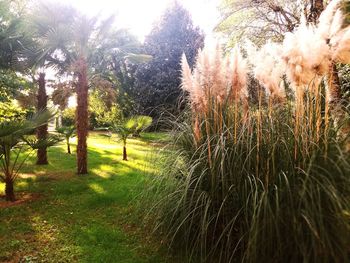 Trees on field against sky