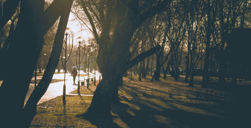 Trees in forest