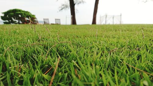 Surface level of grassy field against sky