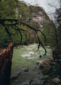 Scenic view of river flowing through forest