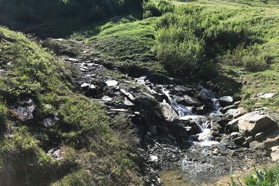 Scenic view of waterfall in forest