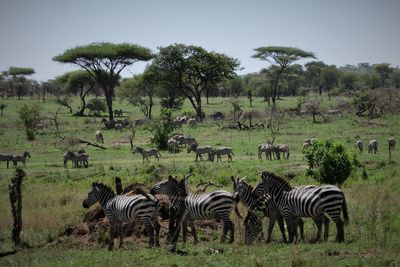 Zebras on landscape against sky
