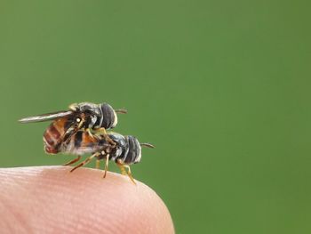 Close-up of insect on hand