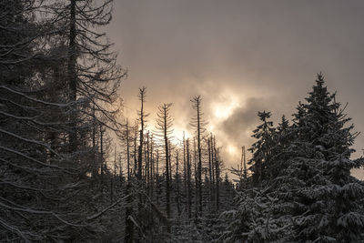 Low angle view of trees against sky during winter