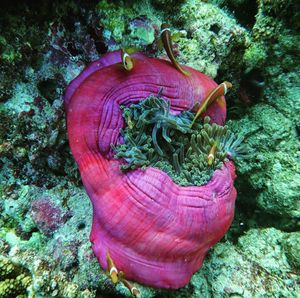 Close-up of coral in sea