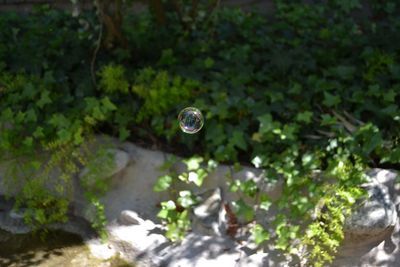 Close-up of bubbles in water