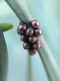 Close-up of fruits