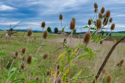 Plants growing on field against sky