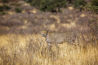 Cheetah walking on field