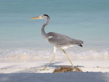 Side view of a bird on beach