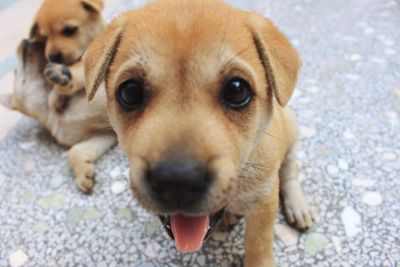 Close-up portrait of puppy