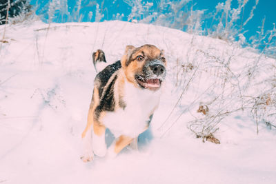 Portrait of dog in snow