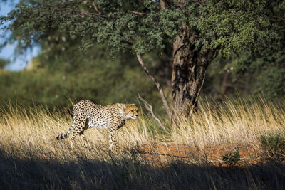 Cheetah running on grass in forest