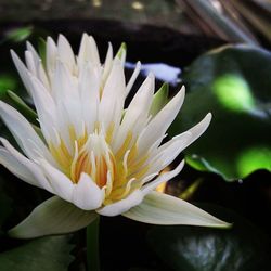 Close-up of white flower