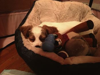 Dog relaxing at home