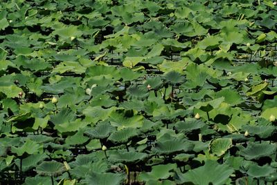 Full frame shot of plants