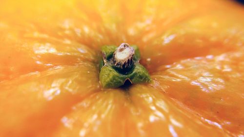Close-up of honey on fruit