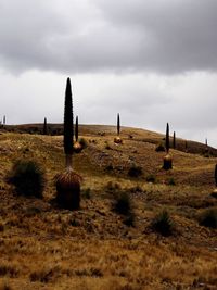 Cactus on field against sky