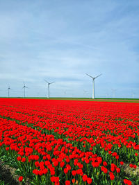 Scenic view of sunflower field against sky